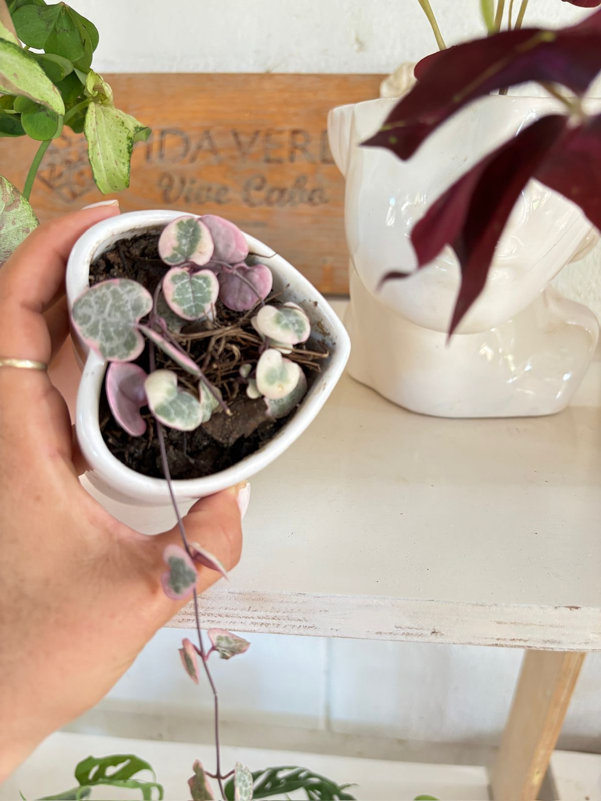 Planta exótica repetida